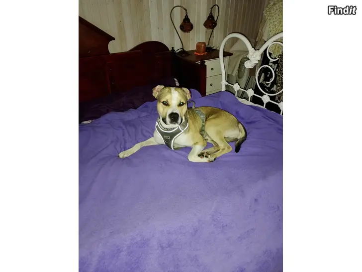 Vuokrataan Pitbull uros