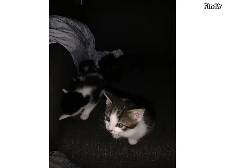 Säljes Kattungar söker kärleksfulla hem