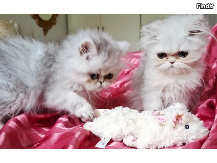 Myydään Persialainen shaded silver tyttö ja shaded silver poika