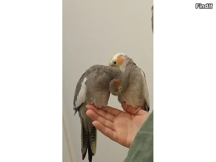 Myydään pari Neitokakadu 10kk ikäinen