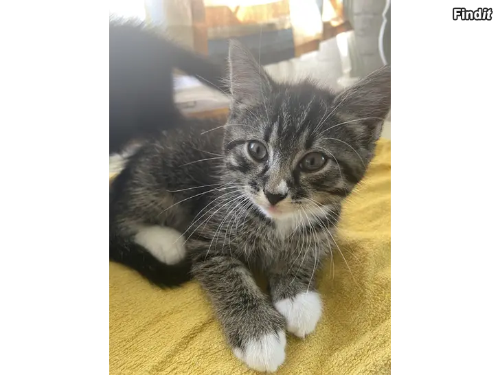 Säljes Kattunge Kissanpentu