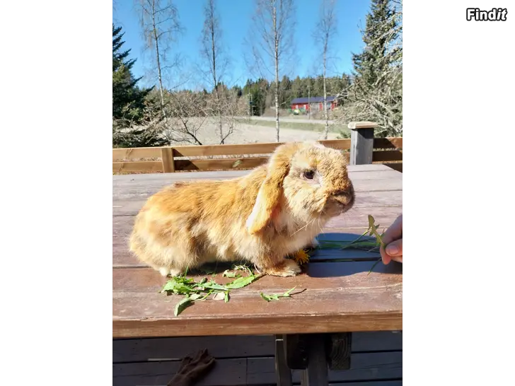 Säljes Dvärgvädur