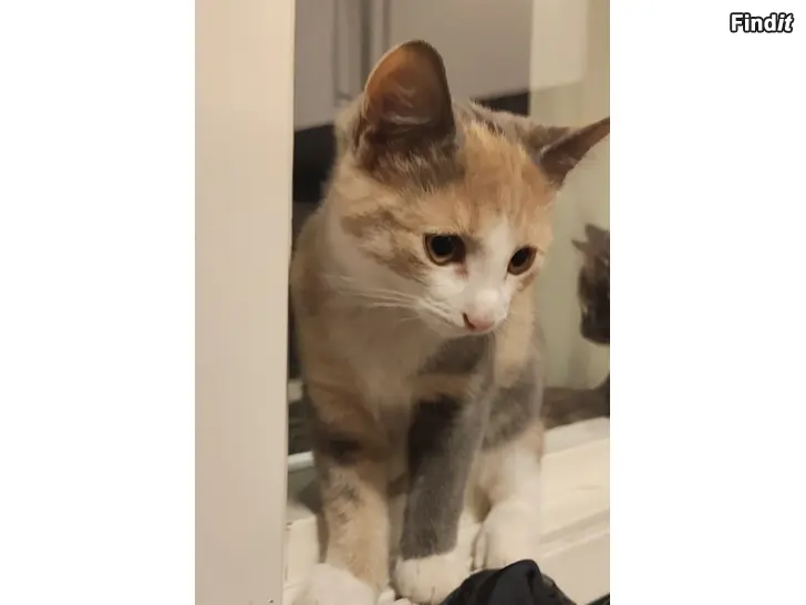 Myydään Kattunge säljes