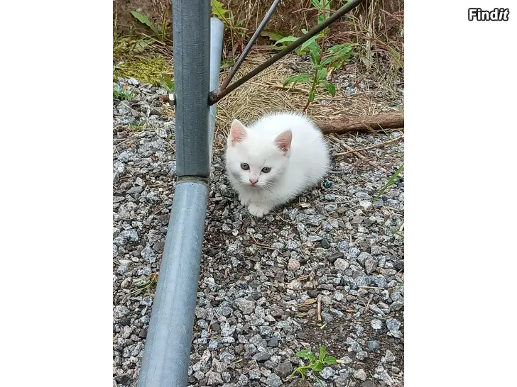 Säljes kattungar
