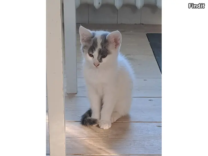 Säljes Kattunge söker nytt hem