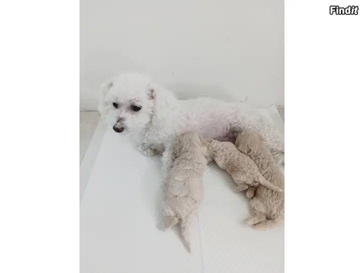 Myydään Bichonpoo