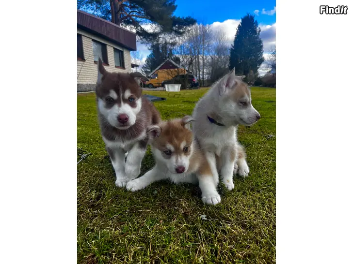 Säljes Siperianhuskyn pennut etsivät rakastavaa kotia