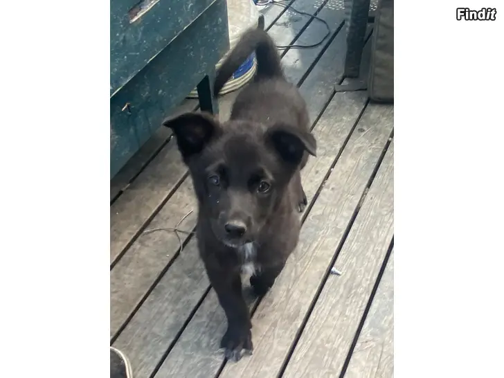 Säljes Blandras hundvalpar 1hane kvar