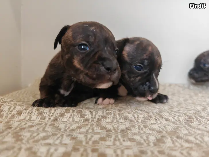 Säljes Staffordshirenbullterrieri pennut