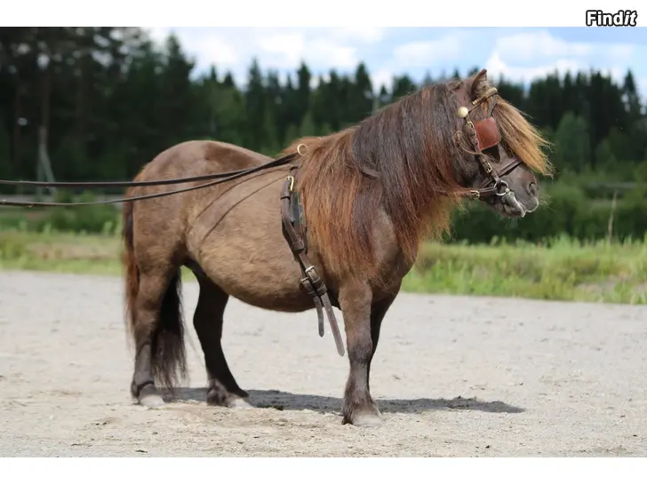 Säljes Shettissto till salu/foder