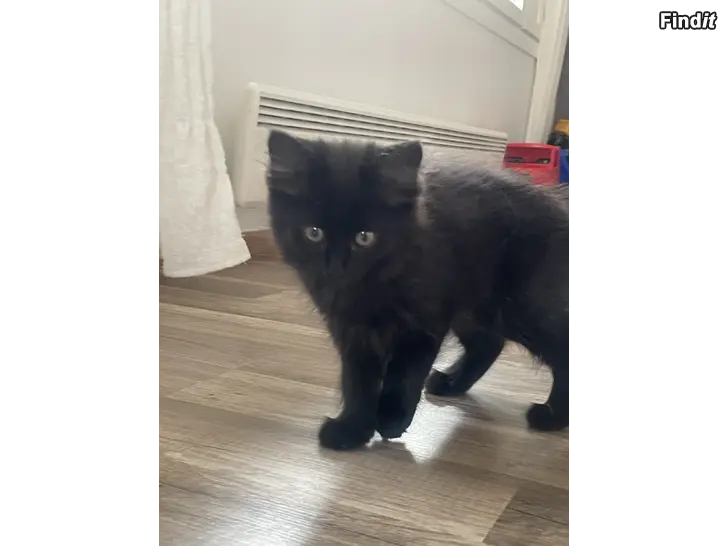 Säljes Kattungar
