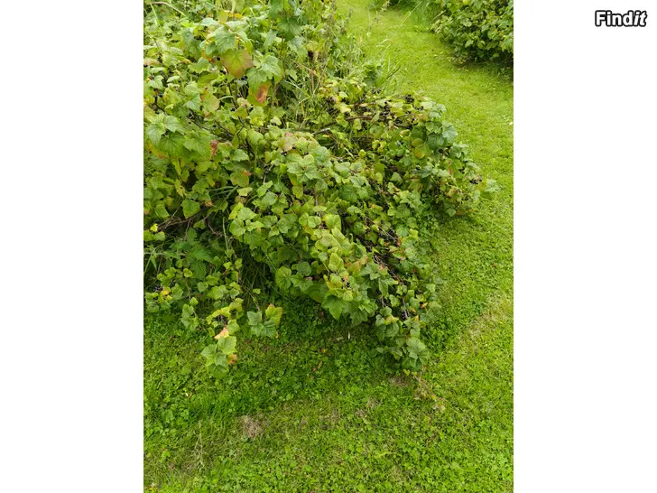 Myydään Stora ekologiska svarta vinbär