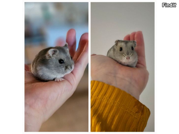 Myydään Kääpiöhamsteri talvikko
