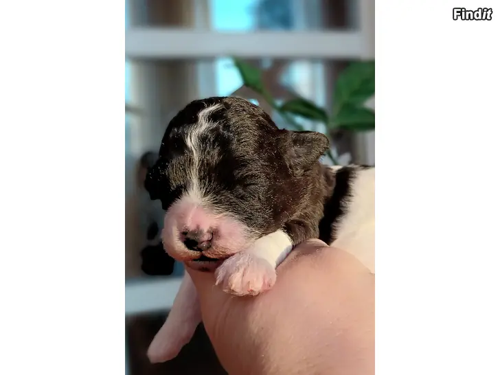 Säljes Poochon