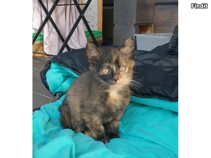 Säljes Kattungar