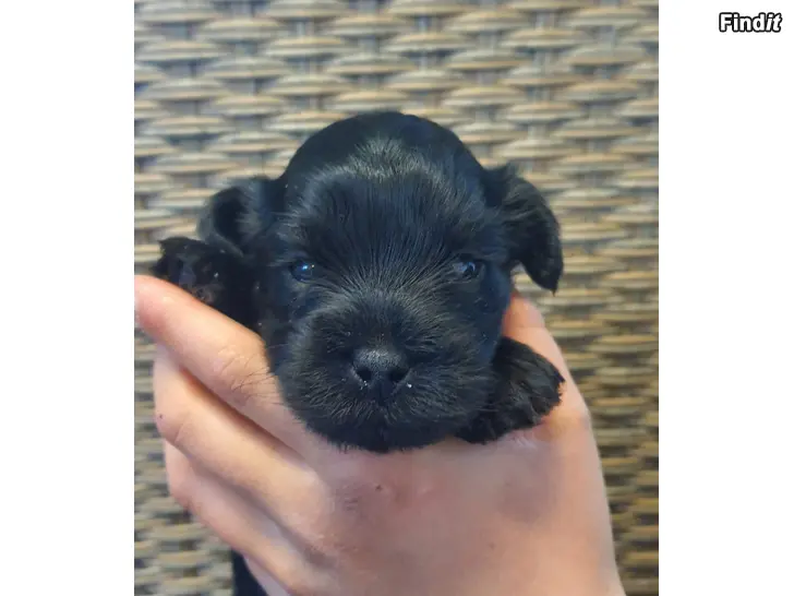 Myydään Yorkiepoo