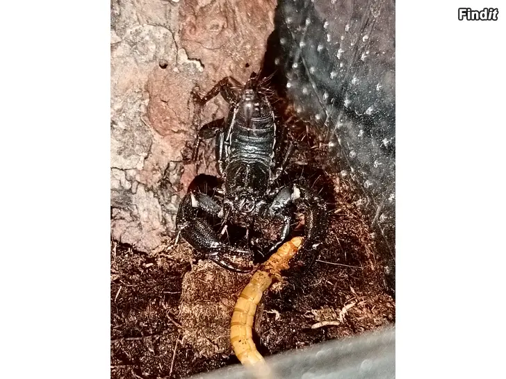 Myydään Heterometrus cyaneus