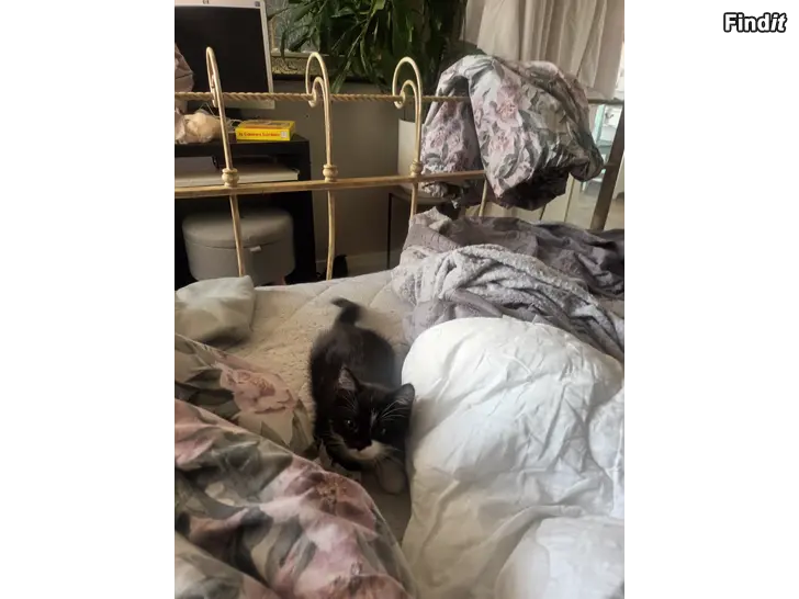 Säljes RESERVERAD Kattunge hona säljes