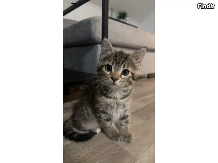 Säljes Kattungar säljes