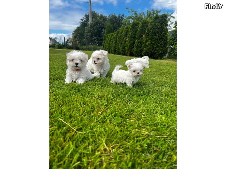 Myydään Maltese
