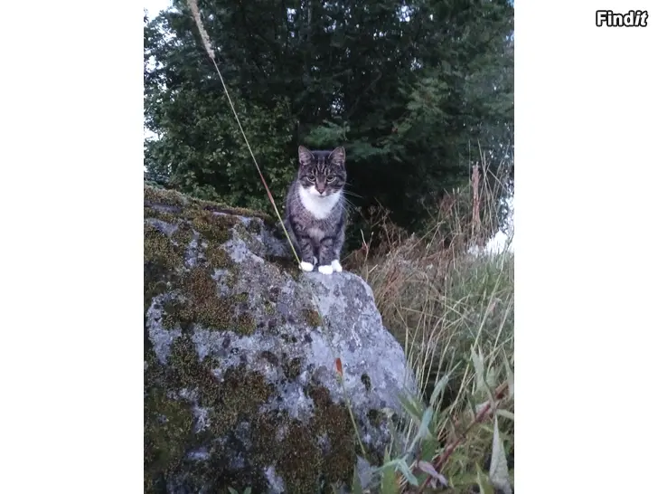 Bortges Katt söker hem