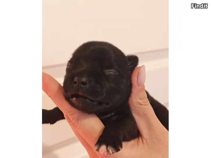 Myydään Staffordshirenbullterrieri
