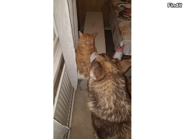 Myydään Alaskanmalamuutti narttu