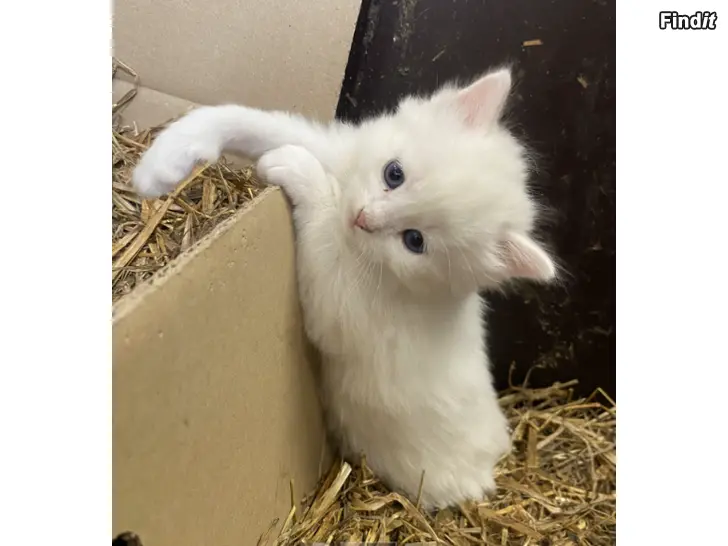 Säljes kattunge till salu
