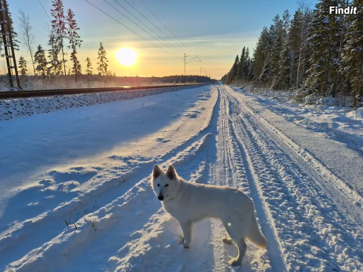 Säljes Hund