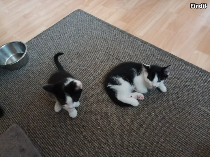 Säljes Kattpojkar