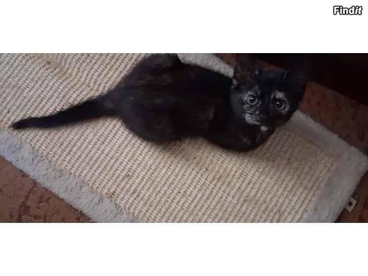 Säljes Kattungar