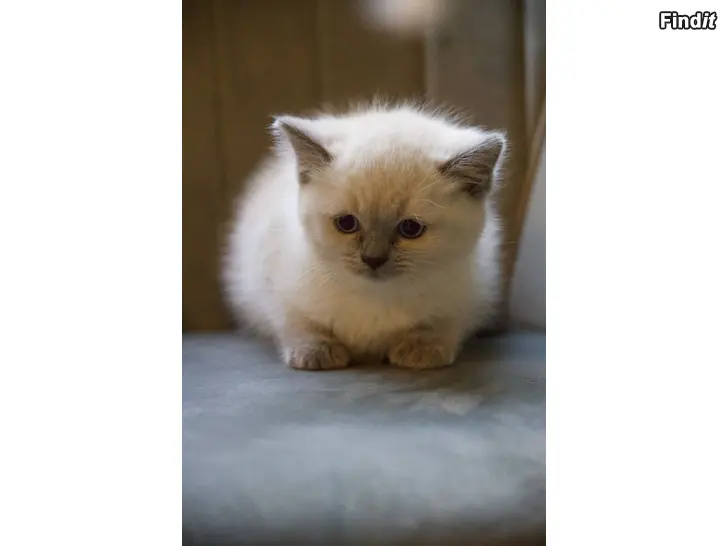 Säljes Cute kittens are looking for new loving homes in Helsinki