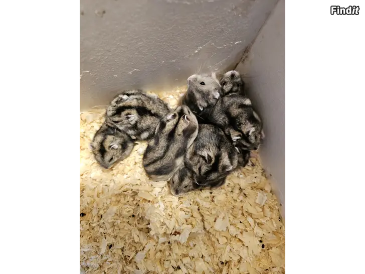 Säljes Hamster