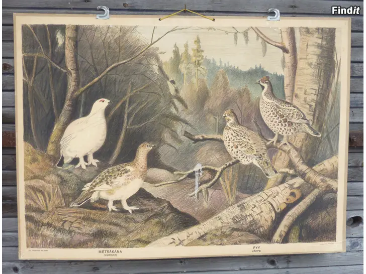 Myydään Lintuaiheisia vanhoja koulutauluja