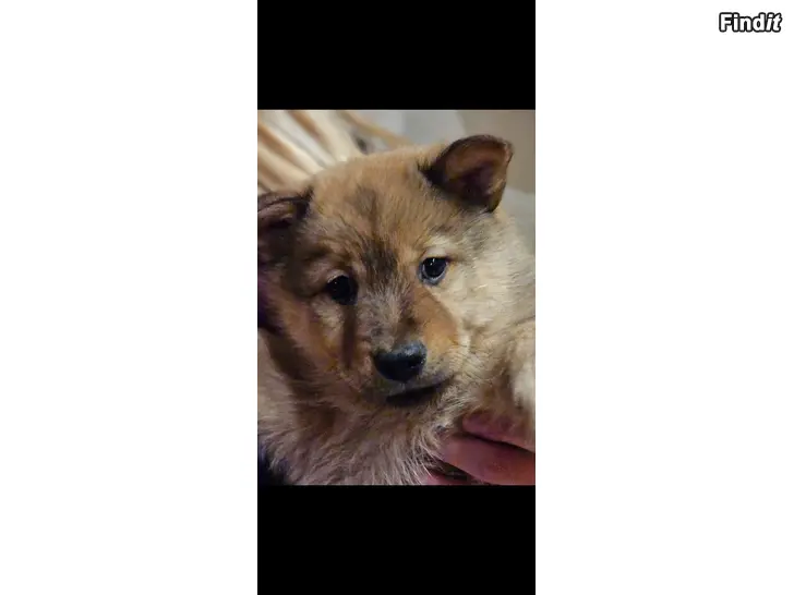 Säljes Sekarotu penikoita suomen lapinkoira,  suomen pystykorva