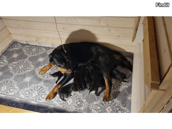 Säljes ROTTWEILER PENTUJA