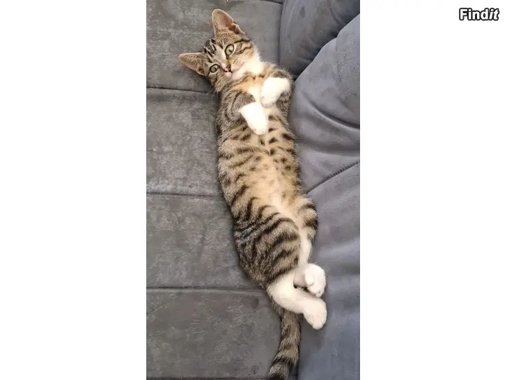 Säljes 3 månaders hon kattunge som söker ett hem