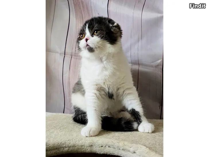 Myydään Scottish fold tyttö