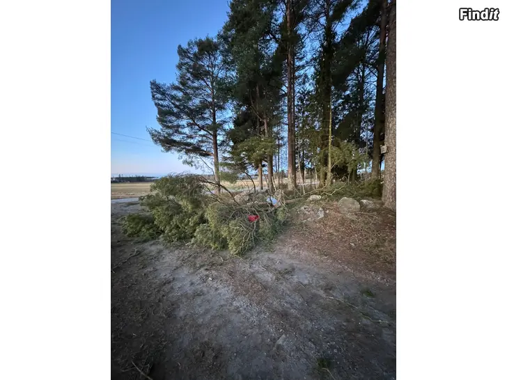 Säljes Sågning av träd