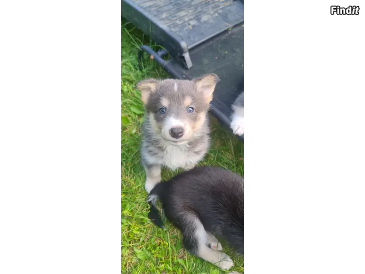 Säljes Lapsk vallhundsvalpar