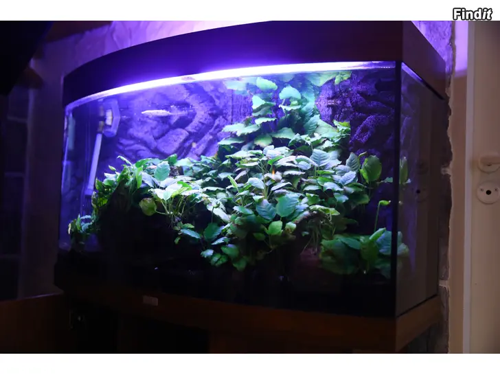 Bortges Akvarie + fiskar bortges