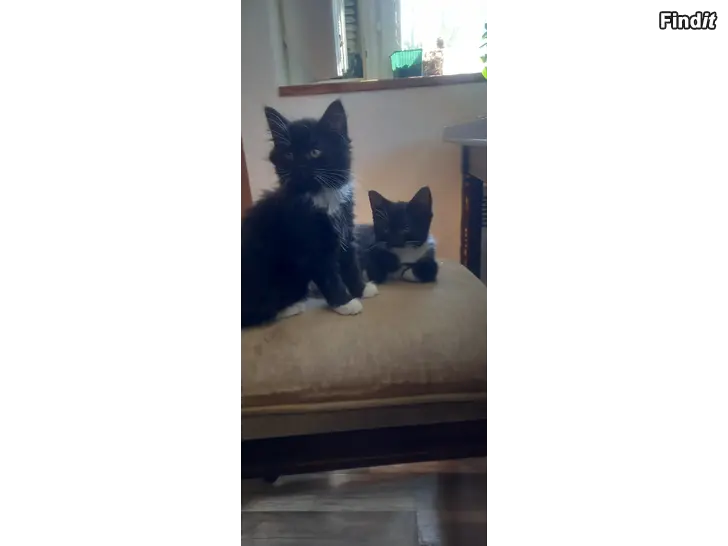 Säljes Kattungar söker hem