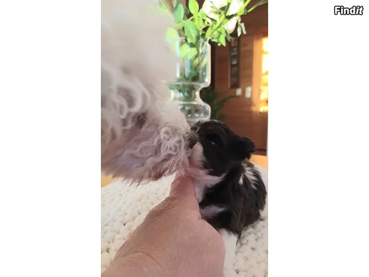 Säljes Poochon valpar