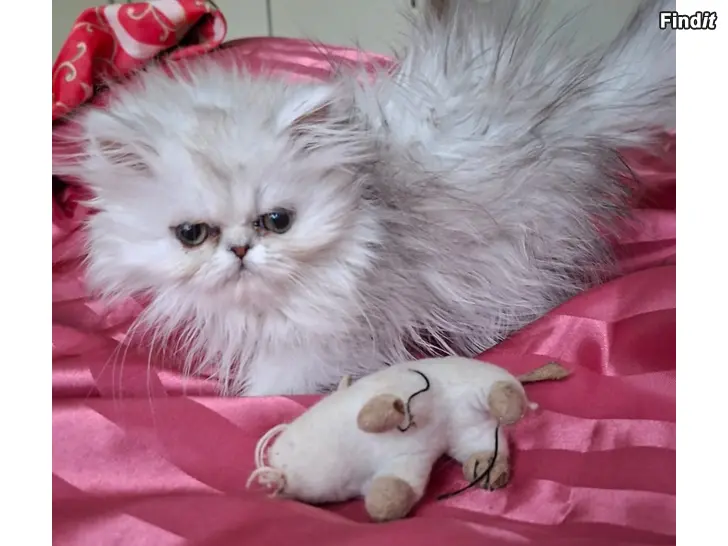 Myydään Persialainen sinihopea ja shaded silver tytöt