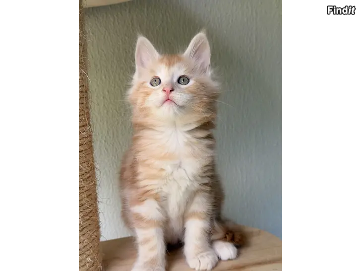 Säljes Maine Coon -kissanpentu