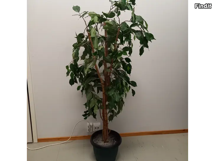 Myydään Silkkikasvi, kork. n. 130 cm