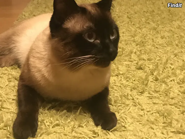 Önskas hyra Sökes flickvän till Thai Siamese frass