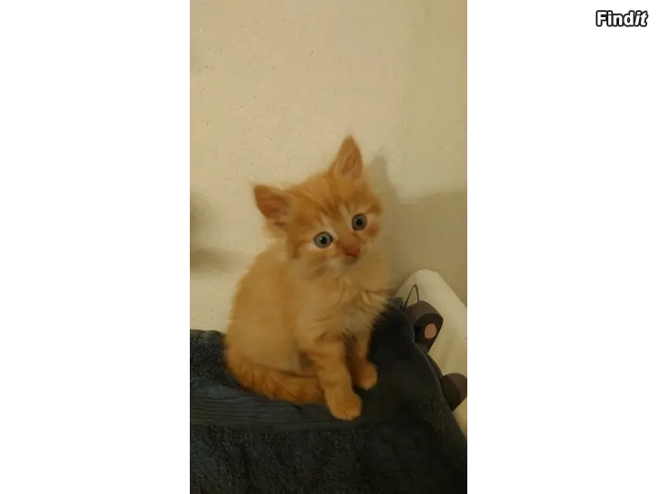 Säljes Kattunge