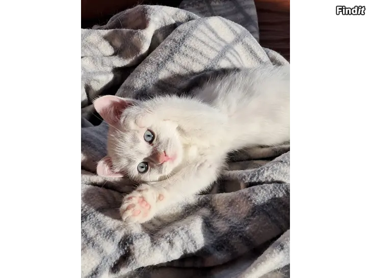 Säljes Kattungar/Kissanpentuja