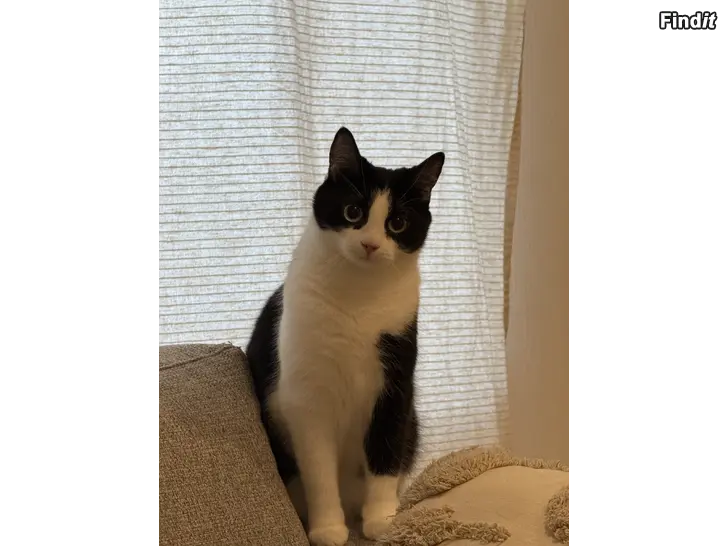 Myydään Kaksi steriloitua sisäkissaa etsii yhteistä kotia